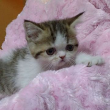 エキゾチックショートヘア【千葉県・女の子・2015年5月20日・ブラウンタビー&ホワイト】の写真「」