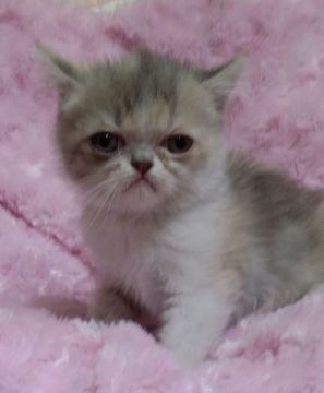 エキゾチックショートヘア【千葉県・女の子・2015年5月20日・ダイリュートキャリコ】の写真「」