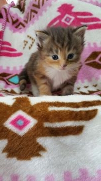 メインクーン【千葉県・女の子・2015年5月2日・ブラウンパッチドタビー&ホワイト】の写真「」