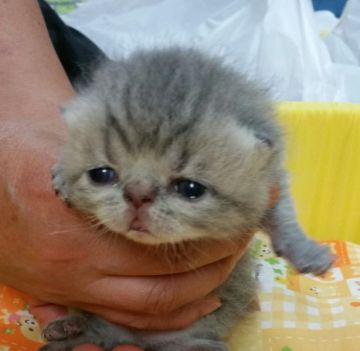 エキゾチックショートヘア【千葉県・男の子・2015年5月20日・ブルータビー】の写真「」