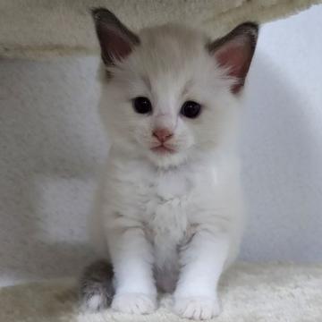 ラグドール【千葉県・男の子・2022年5月26日・ブルーポイントバイカラー】の写真「超❗オススメ⁉️美男くん」