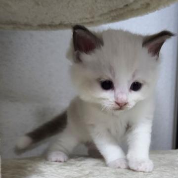 ラグドール【千葉県・男の子・2022年5月26日・ブルーポイントバイカラー】の写真「フワフワモフモフ♥️超可愛い男の子❗」