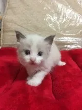 ラグドール【千葉県・女の子・2017年5月24日・ブルーポイントバイカラー】の写真1