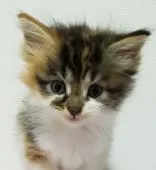 メインクーン【千葉県・女の子・2019年9月24日・キャリコ】の写真1