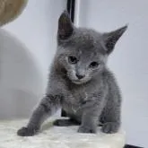 ロシアンブルー【千葉県・男の子・2022年4月1日・ブルー】の写真1