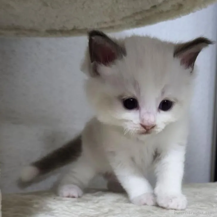 ラグドール【千葉県・男の子・2022年5月26日・ブルーポイントバイカラー】の写真1