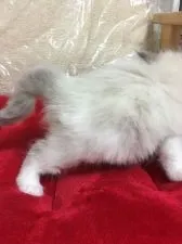 ラグドール【千葉県・女の子・2017年5月24日・ブルーポイントバイカラー】の写真2