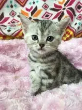 アメリカンショートヘア【千葉県・女の子・2016年3月21日・シルバーパッチドタビー】の写真2