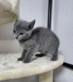 ロシアンブルー【千葉県・男の子・2022年4月1日・ブルー】の写真2