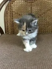 メインクーン【千葉県・女の子・2016年6月11日・ダイリュートキャリコ】の写真2