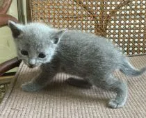 ロシアンブルー【千葉県・男の子・2016年6月20日・ブルー】の写真3