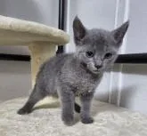 ロシアンブルー【千葉県・男の子・2022年4月1日・ブルー】の写真3