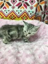 アメリカンショートヘア【千葉県・女の子・2016年3月21日・シルバーパッチドタビー】の写真3