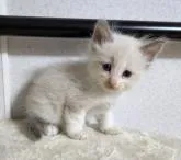 ラグドール【千葉県・男の子・2022年6月25日・ブルーポイントバイカラー】の写真3