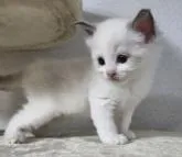 ラグドール【千葉県・男の子・2022年5月26日・ブルーポイントバイカラー】の写真4