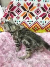 アメリカンショートヘア【千葉県・女の子・2016年3月21日・シルバーパッチドタビー】の写真4