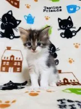 メインクーン【千葉県・女の子・2019年9月24日・キャリコ】の写真5