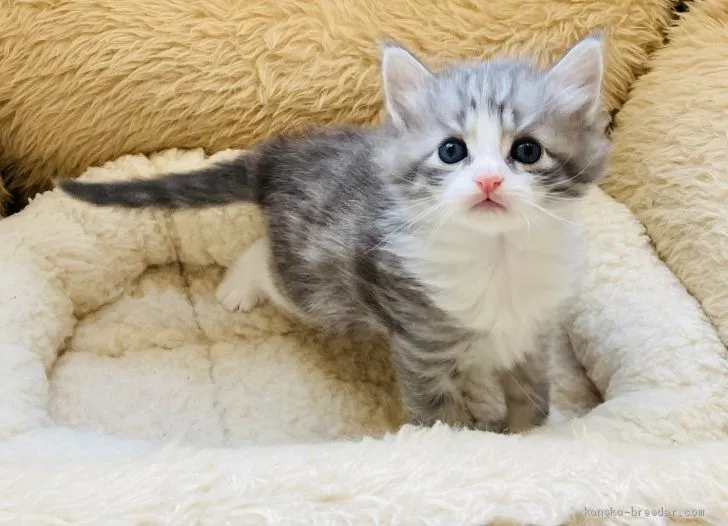 ID：2101-00773の子猫