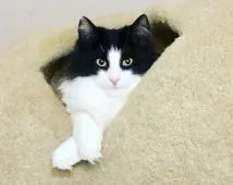 ノルウェージャンフォレストキャット【栃木県・女の子・2018年7月20日・ブラックアンドホワイト】の写真3「成長が楽しみ‼️人間の歩く後ろをついてきます。」