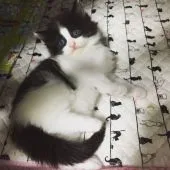ノルウェージャンフォレストキャット【栃木県・女の子・2018年7月20日・ブラックアンドホワイト】の写真5「可愛い‼️」