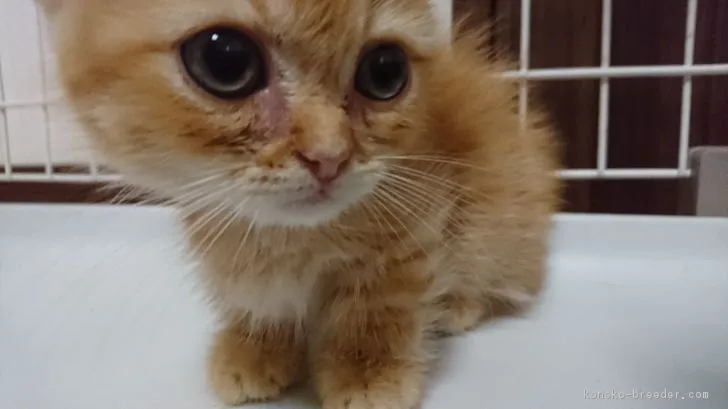 ID：1808-00912の子猫