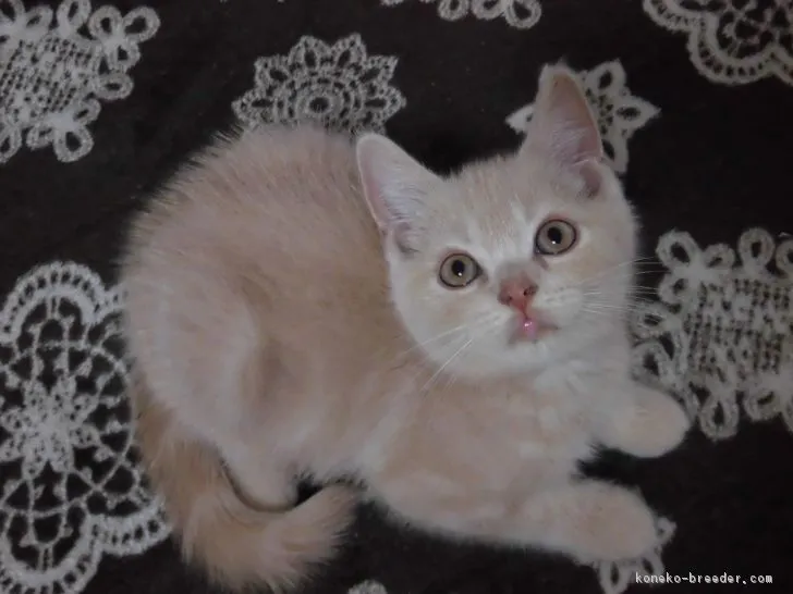 ID：1709-01038の子猫