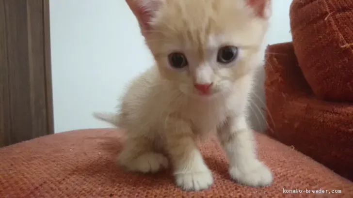 ID：1909-01051の子猫