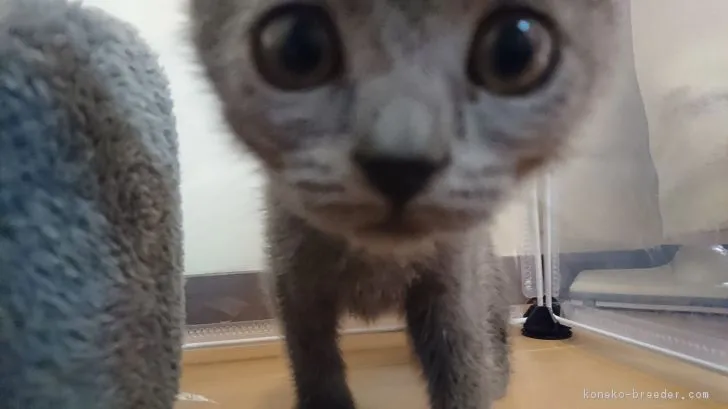 ID：1804-00399の子猫