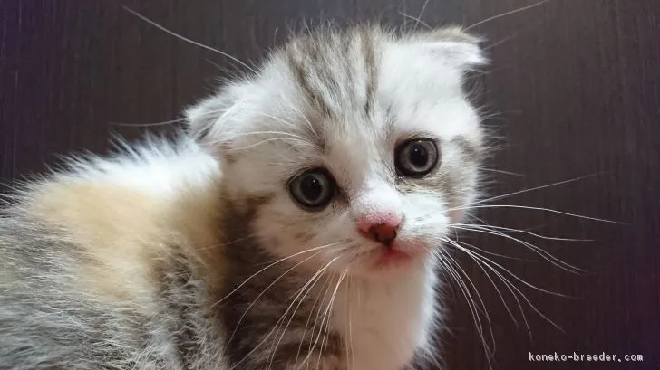 ID：1809-00694の子猫