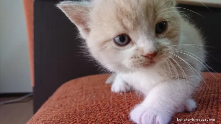 まる 様のお迎えした子猫
