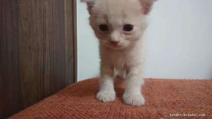 ID:1909-01052の子猫