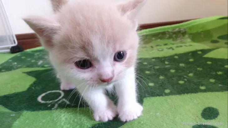 ID:1804-00150の子猫