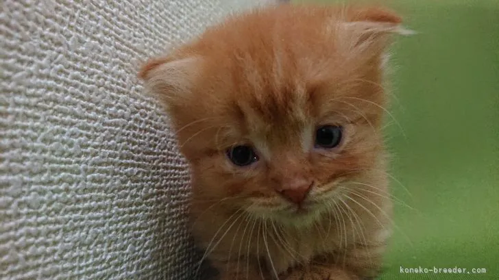 ID:2106-01404の子猫