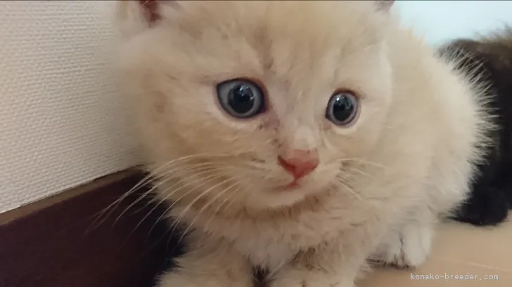 ID：1807-00615の子猫