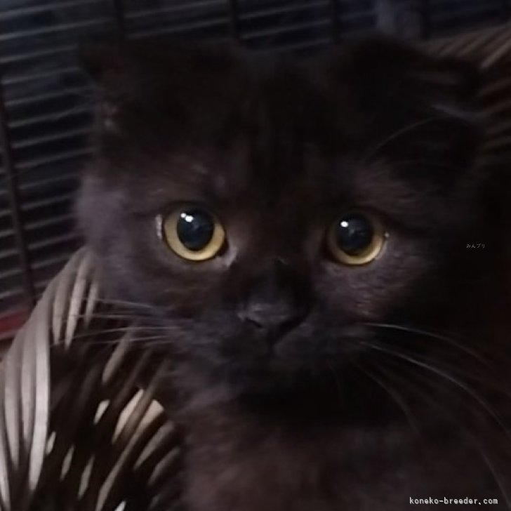 短毛シュシュ(ブラック)わんちゃん猫ちゃん用