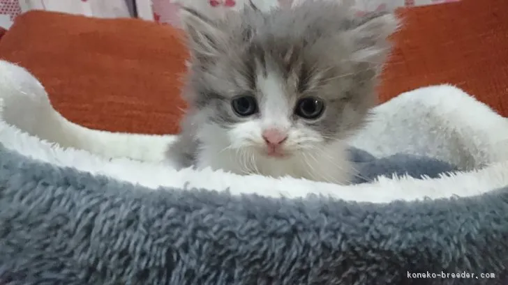 まさ 様のお迎えした子猫