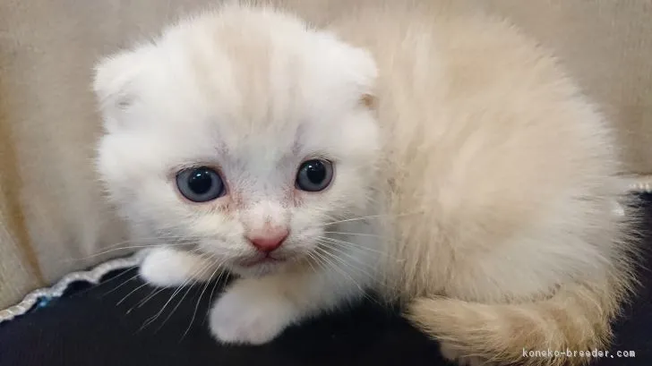 ID：1712-00704の子猫