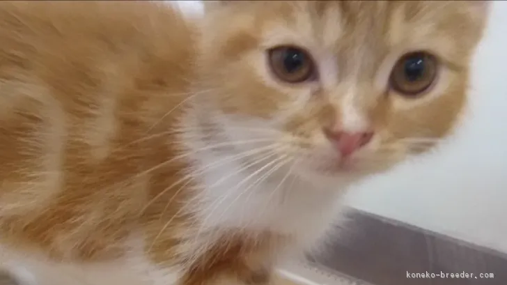 ID：1805-01958の子猫