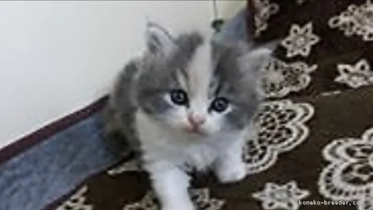 ID:1710-00447の子猫