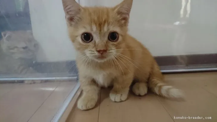ID：1809-01348の子猫