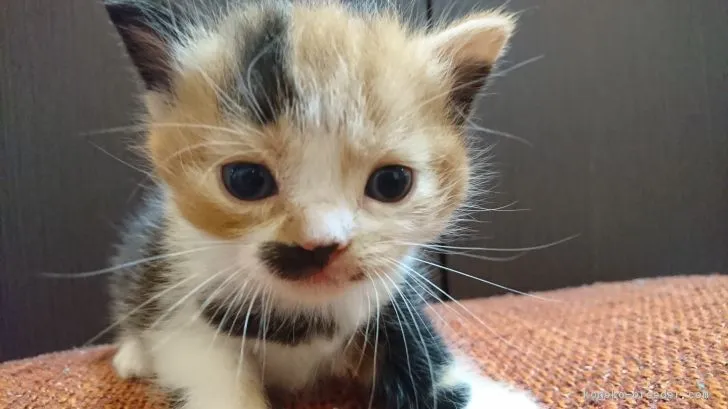 ID:1805-01959の子猫