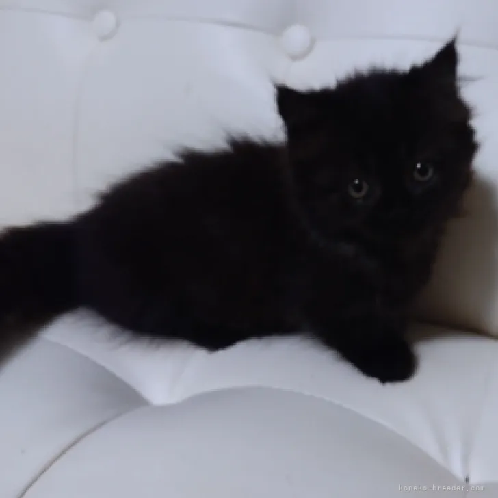 atsu 様のお迎えした子猫