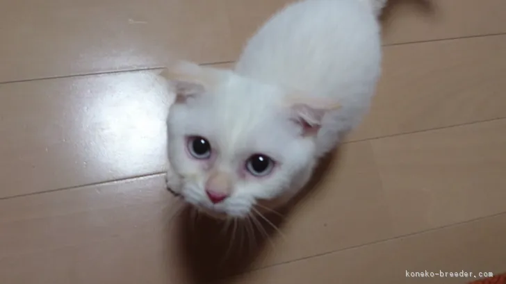 ID：1807-01467の子猫