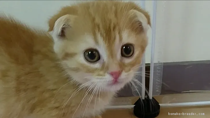 ID:1712-00775の子猫