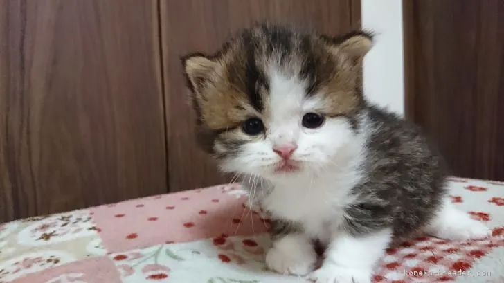 ああみ 様のお迎えした子猫