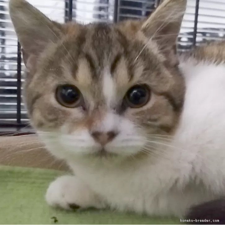 ID：2312-02120の子猫