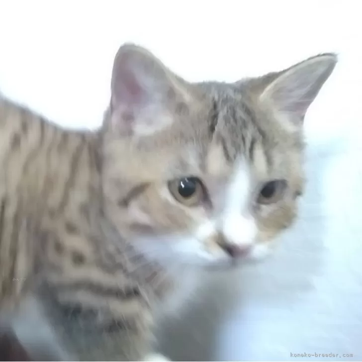 ID:2407-03148の子猫