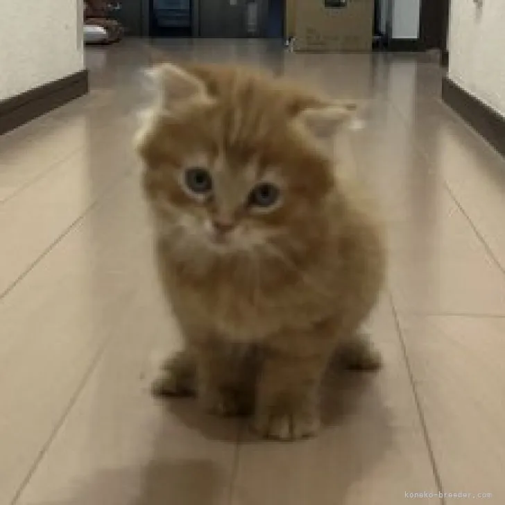 ID：2306-00735の子猫