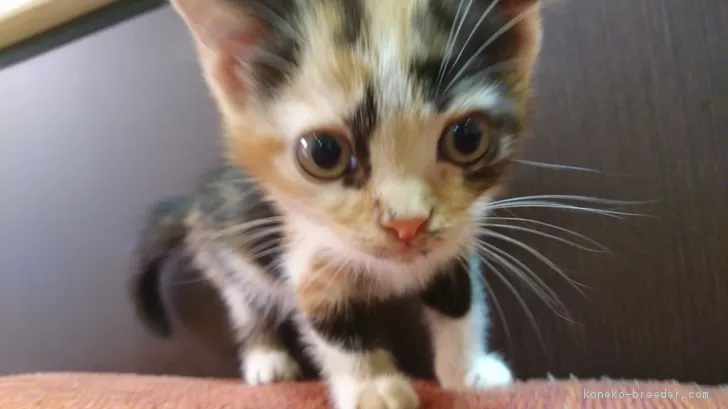 ID：1809-00474の子猫