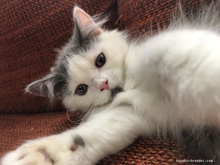 ID:1906-01528の子猫